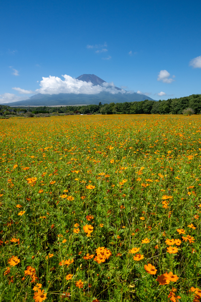 お花畑