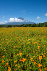 お花畑