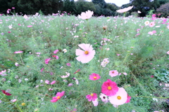 秋桜（１）