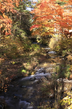 軽井沢の沢