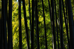 竹林