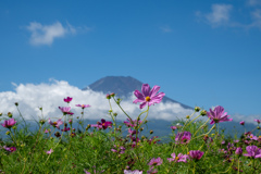 秋桜