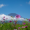 秋桜