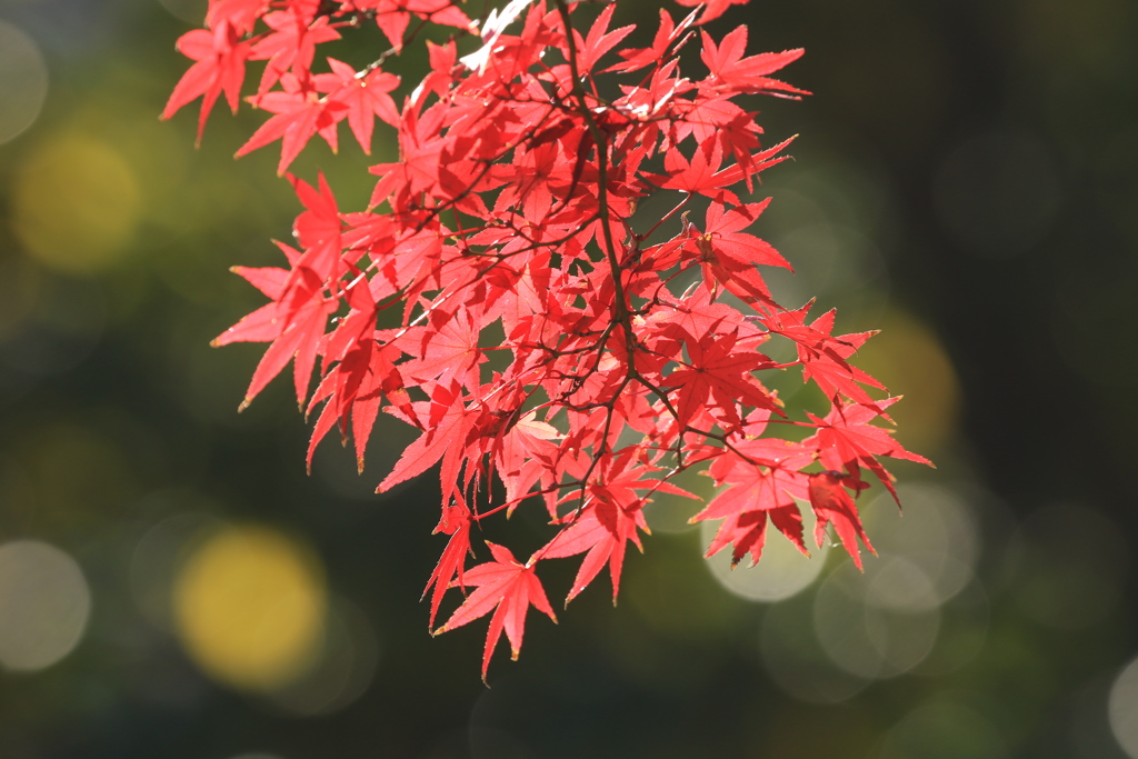 紅の贈り物
