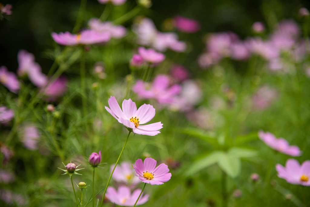 秋桜