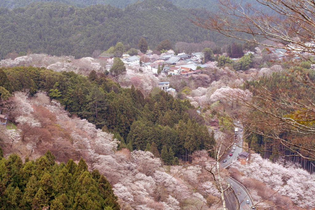 滝桜