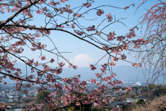 河津桜