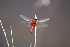 赤トンボ