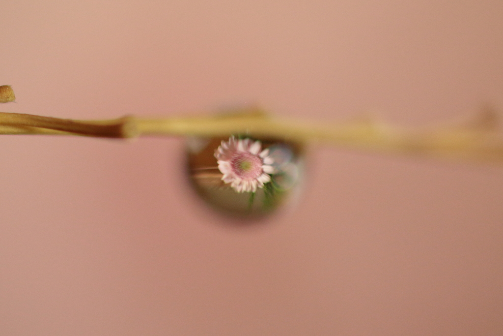 花一滴