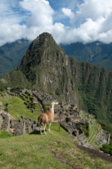 アルパカと共に