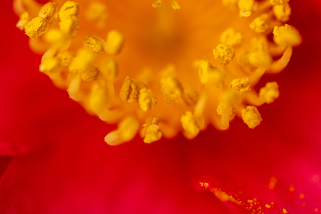 花粉