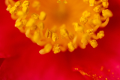 花粉