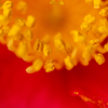 花粉