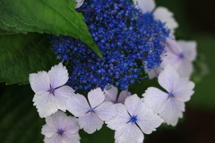 優しい花