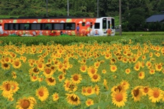 夏を行く