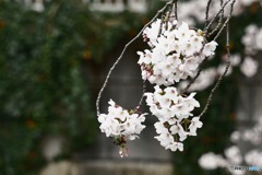 運命