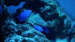 魚 