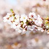 そふと