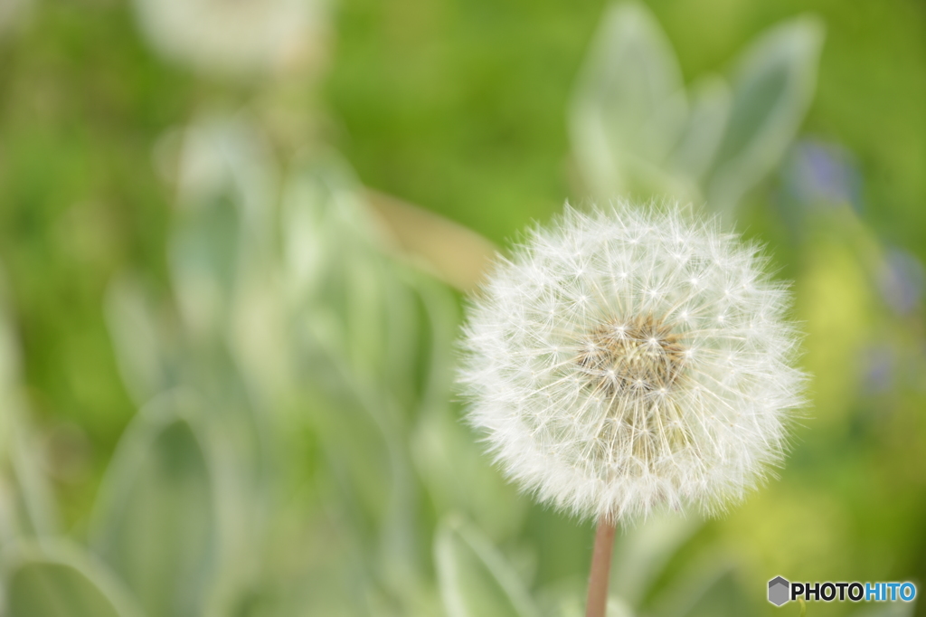 Dandelion