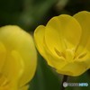 花言葉 『hopeless love』