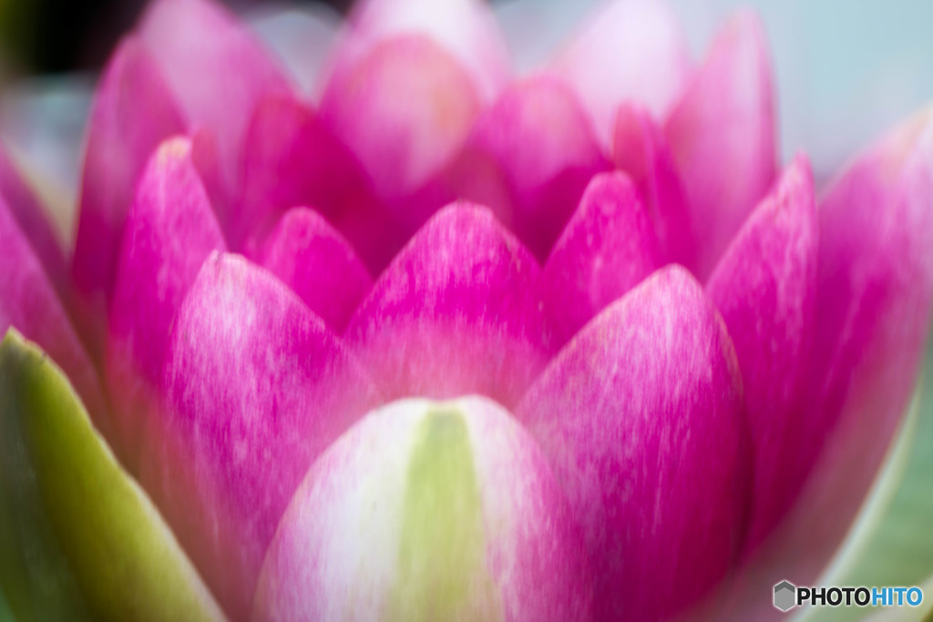 flower Burst