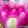 flower Burst
