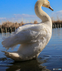 何時かは自分も