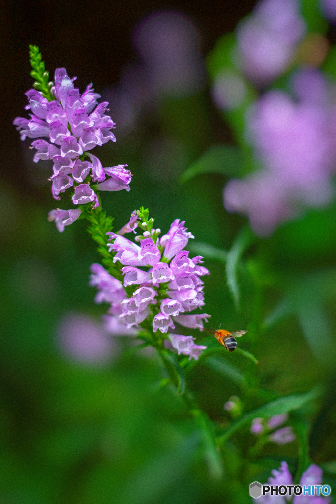 蜂を呼ぶ花
