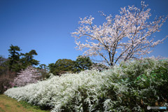 The 桜