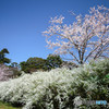 The 桜