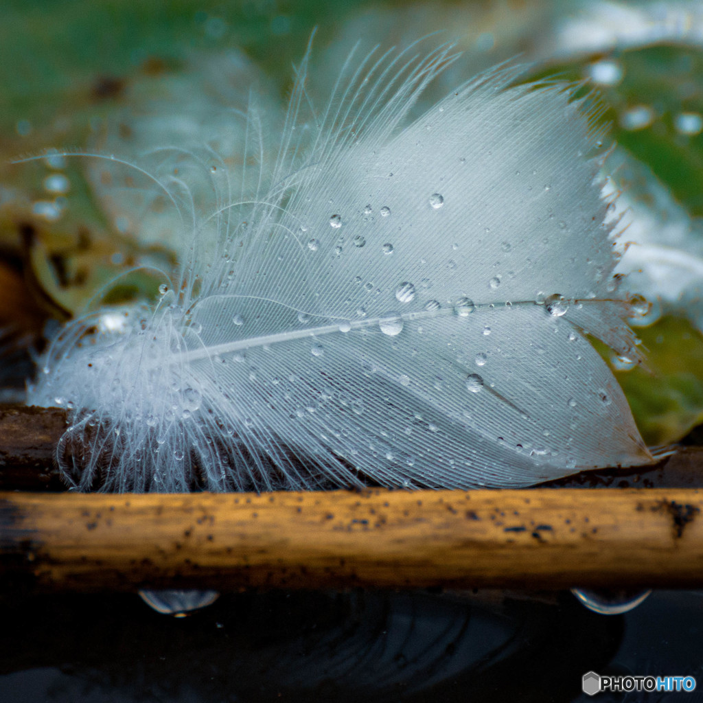 水鳥の落とし物