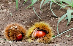 大きな栗の木の下で