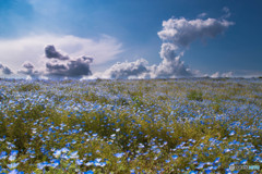 青い草原