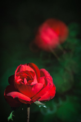 Xmas color