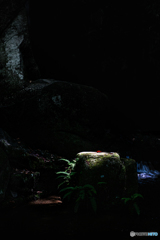 妖精のステージ