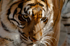 ダメトラとは　言わせない