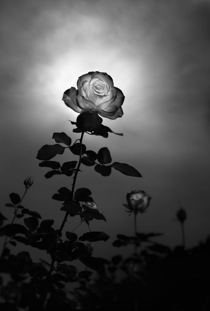 空に咲く 黒いバラ 「完結版」