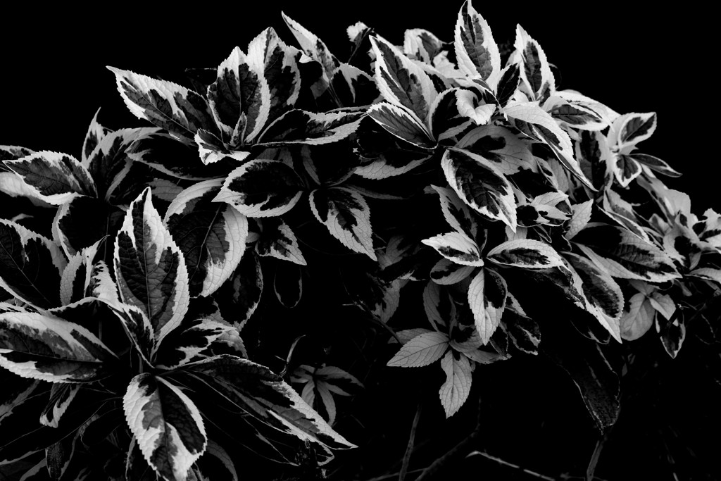 光は影に変わる