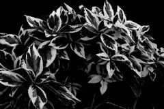 光は影に変わる