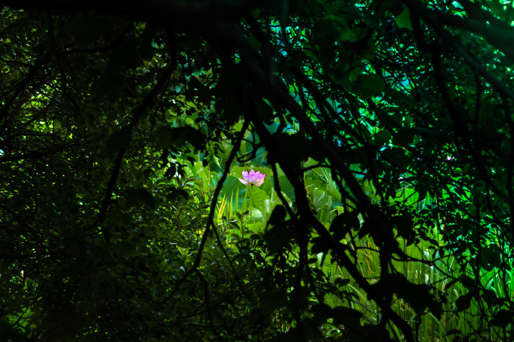 隙間から見た物