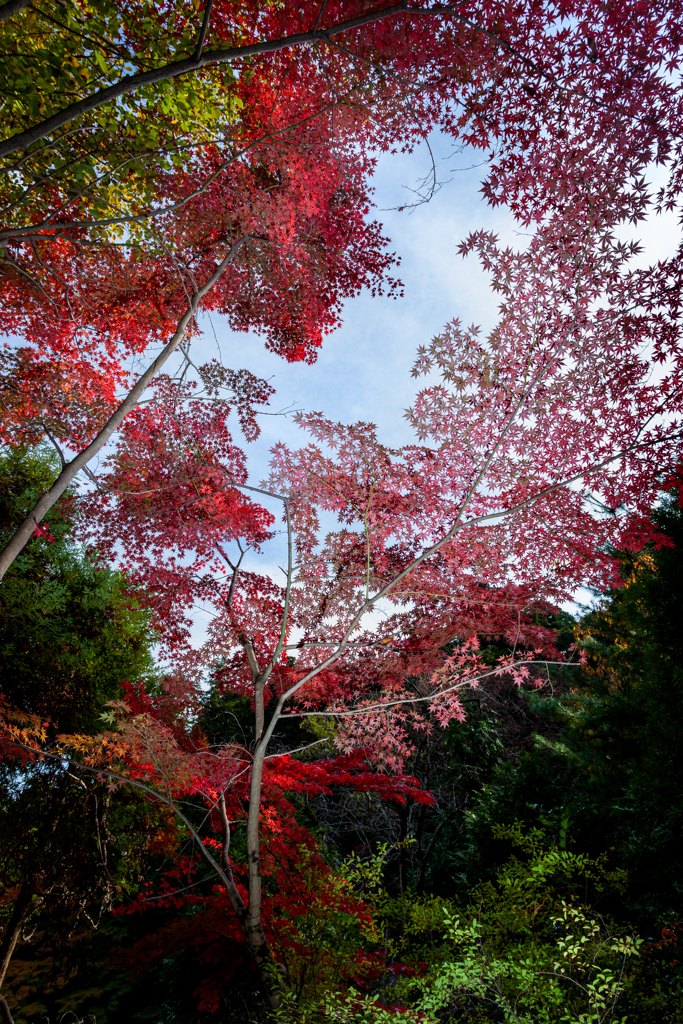紅葉の日傘