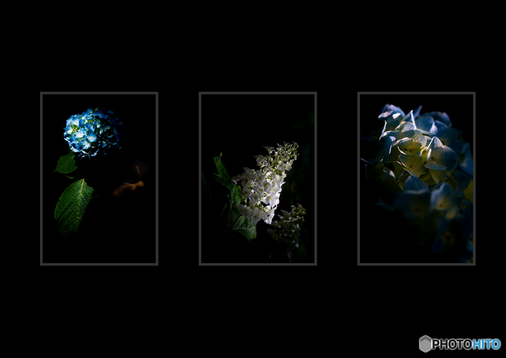 組写真 「梅雨の雫」