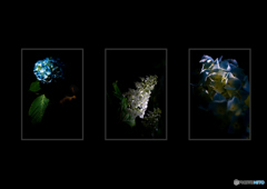 組写真 「梅雨の雫」