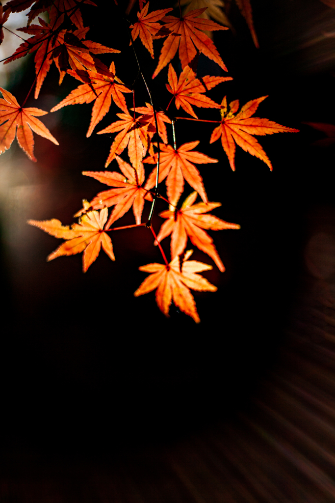 紅葉