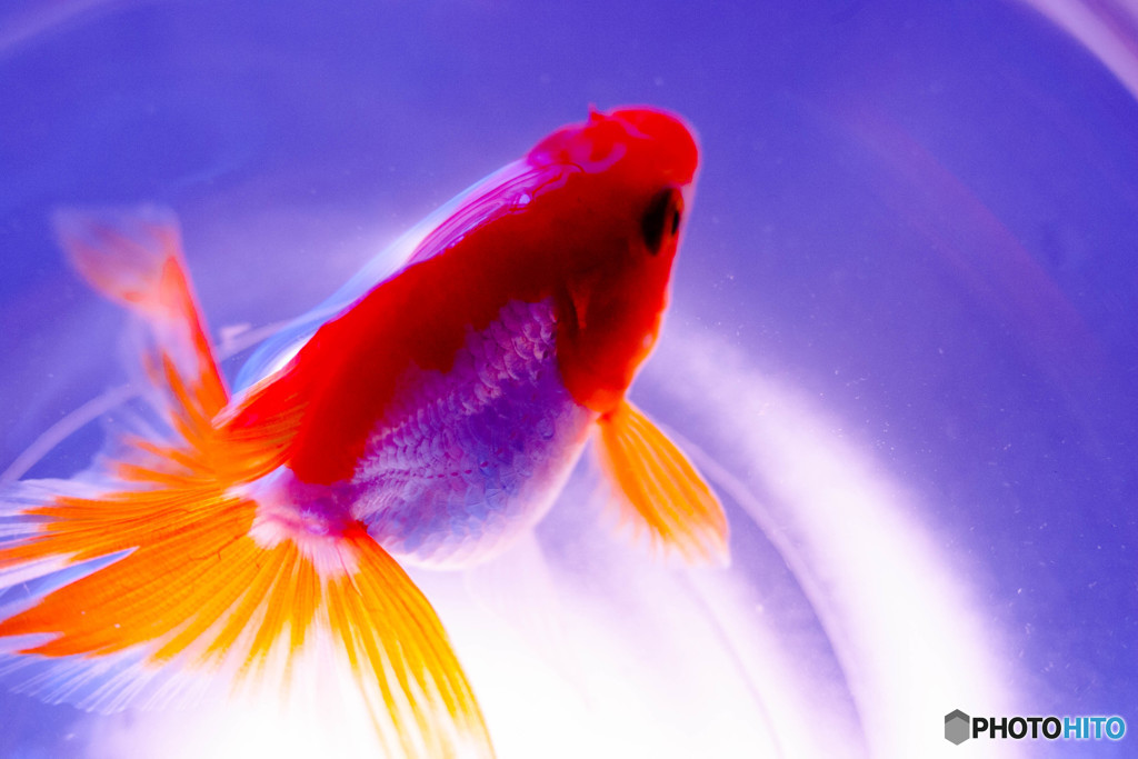 僕の金魚