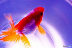僕の金魚