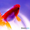 僕の金魚