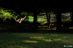 公園で見たゲルニカ