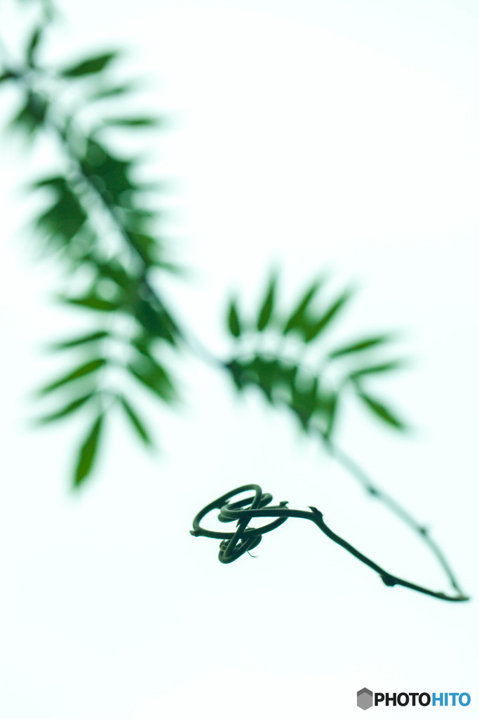 写真は知恵の輪