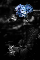 勝者と敗者 　紫陽花